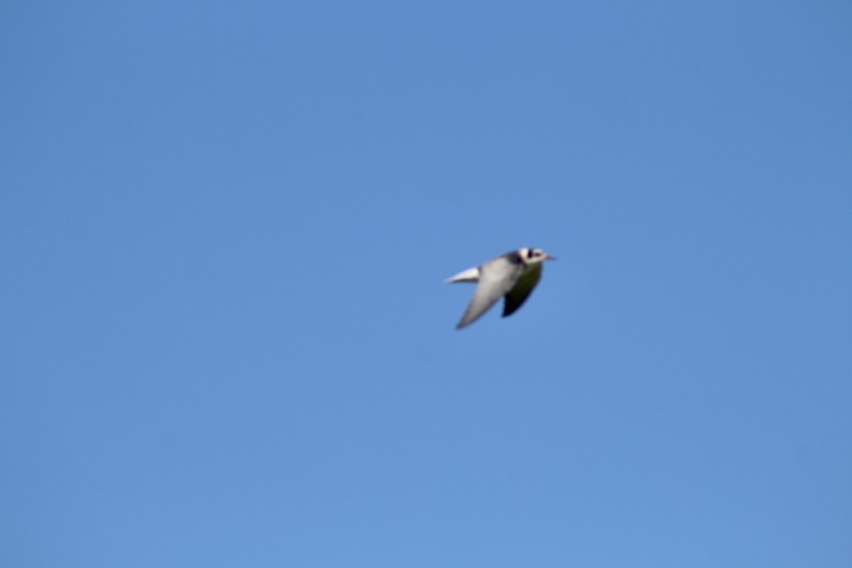 Black Tern (American) - ML622050880