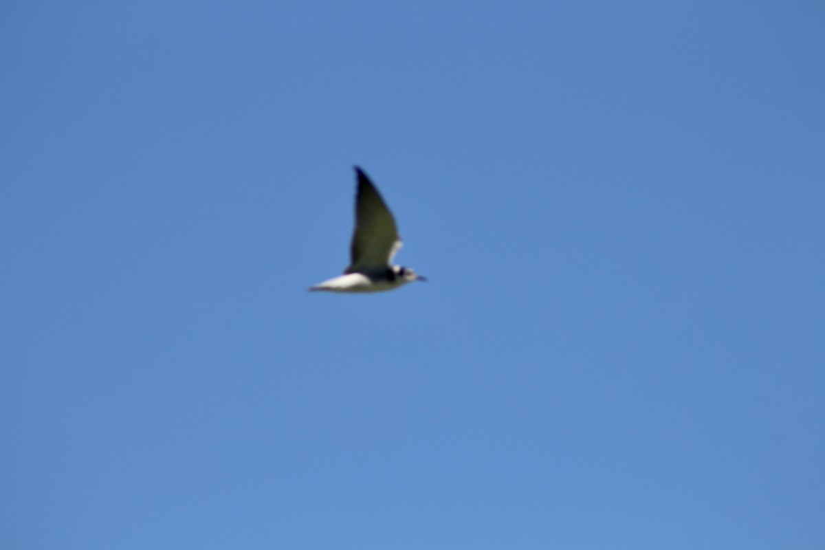 Black Tern (American) - ML622050881