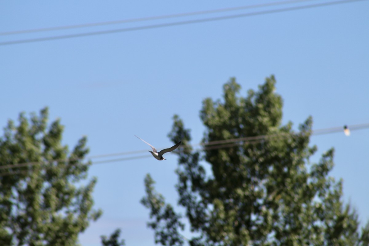 Black Tern (American) - ML622050882