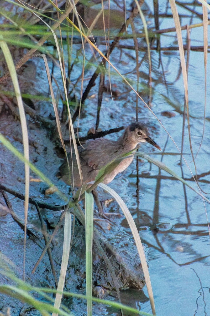 Clapper Rail - ML622050883