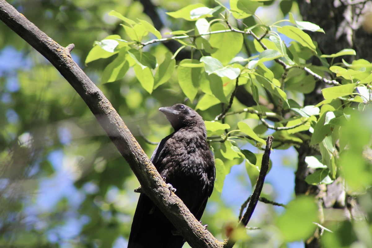 American Crow - ML622050907