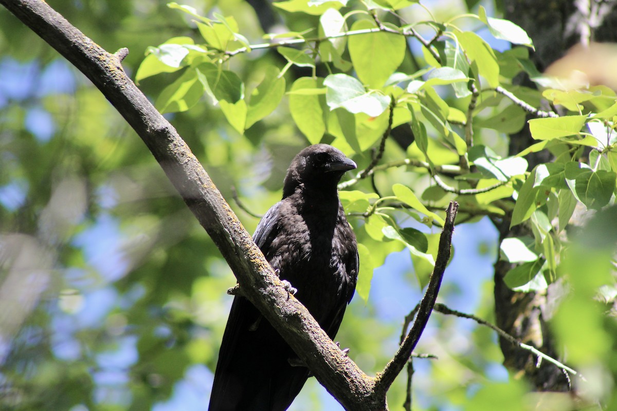 American Crow - ML622050908