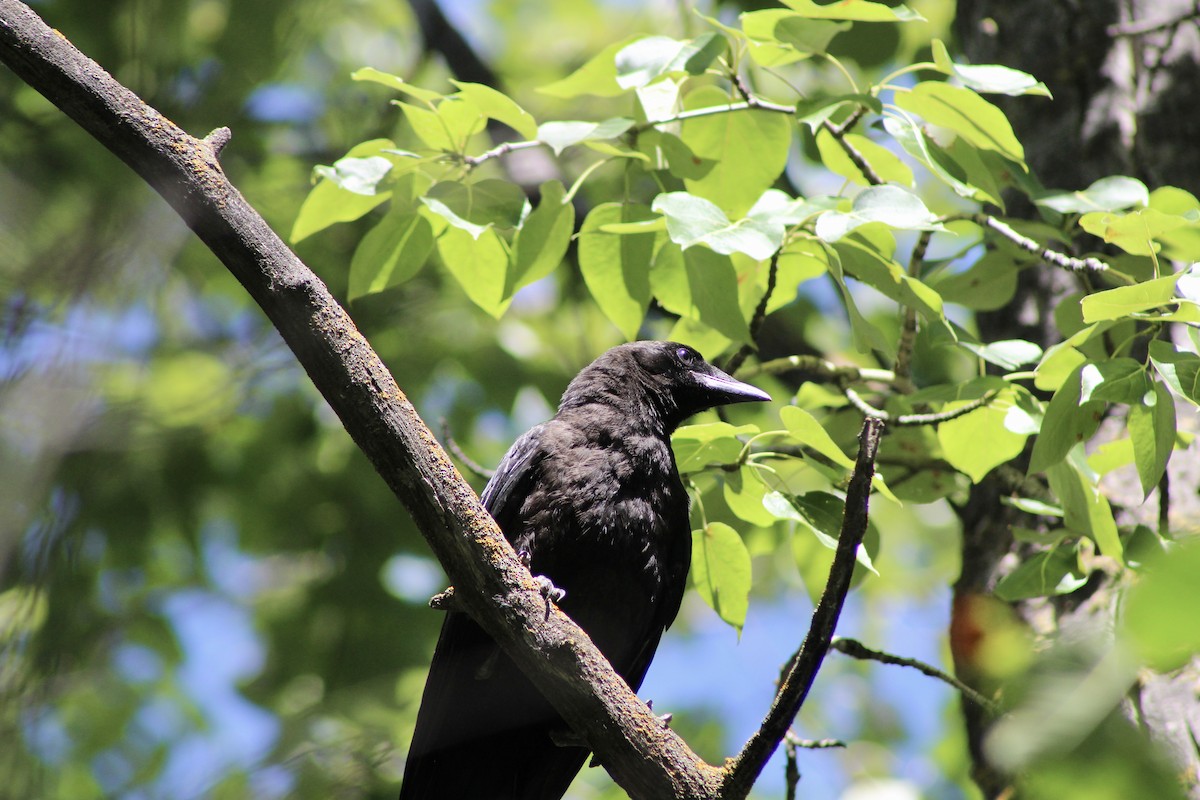 American Crow - ML622050909