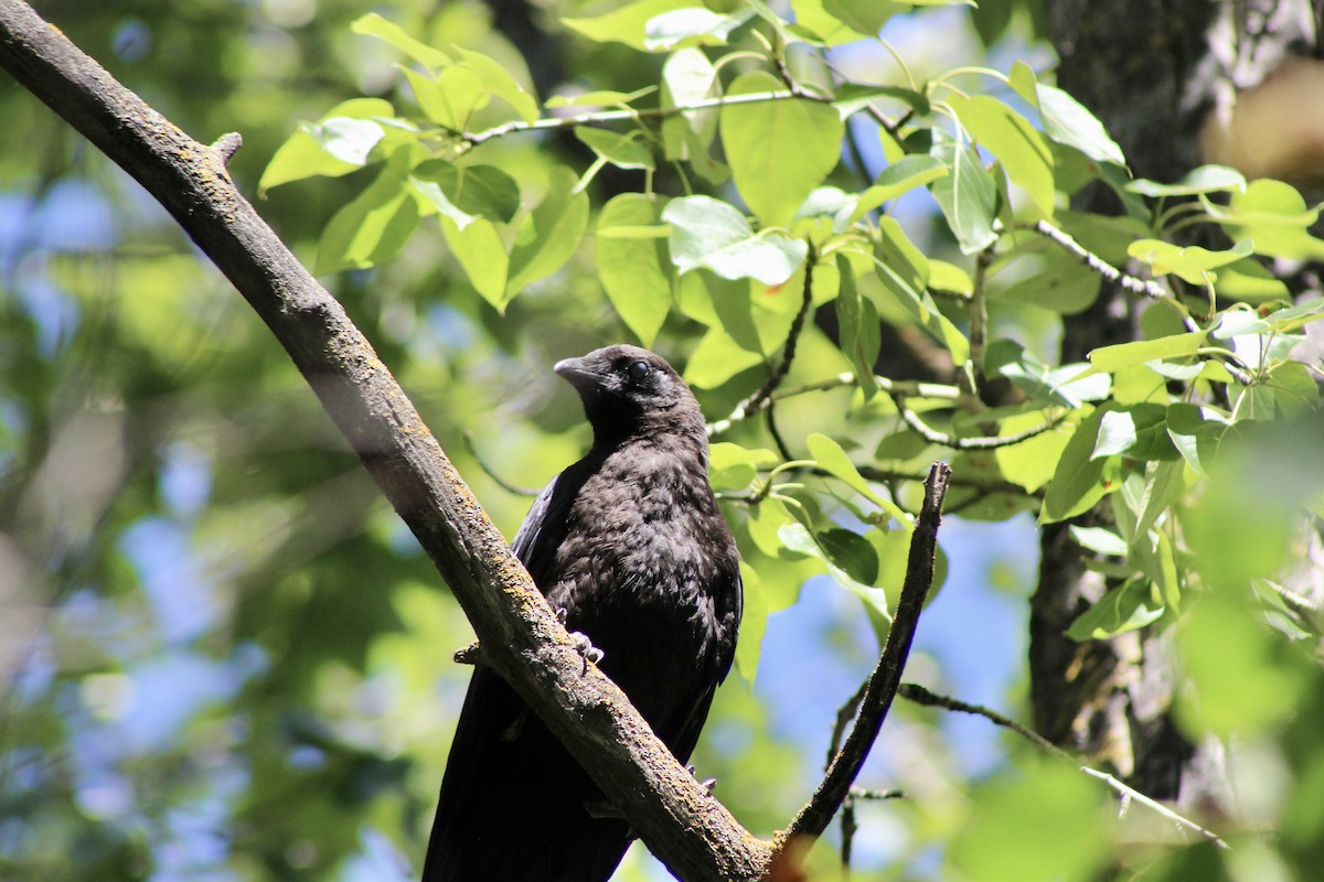 American Crow - ML622050910