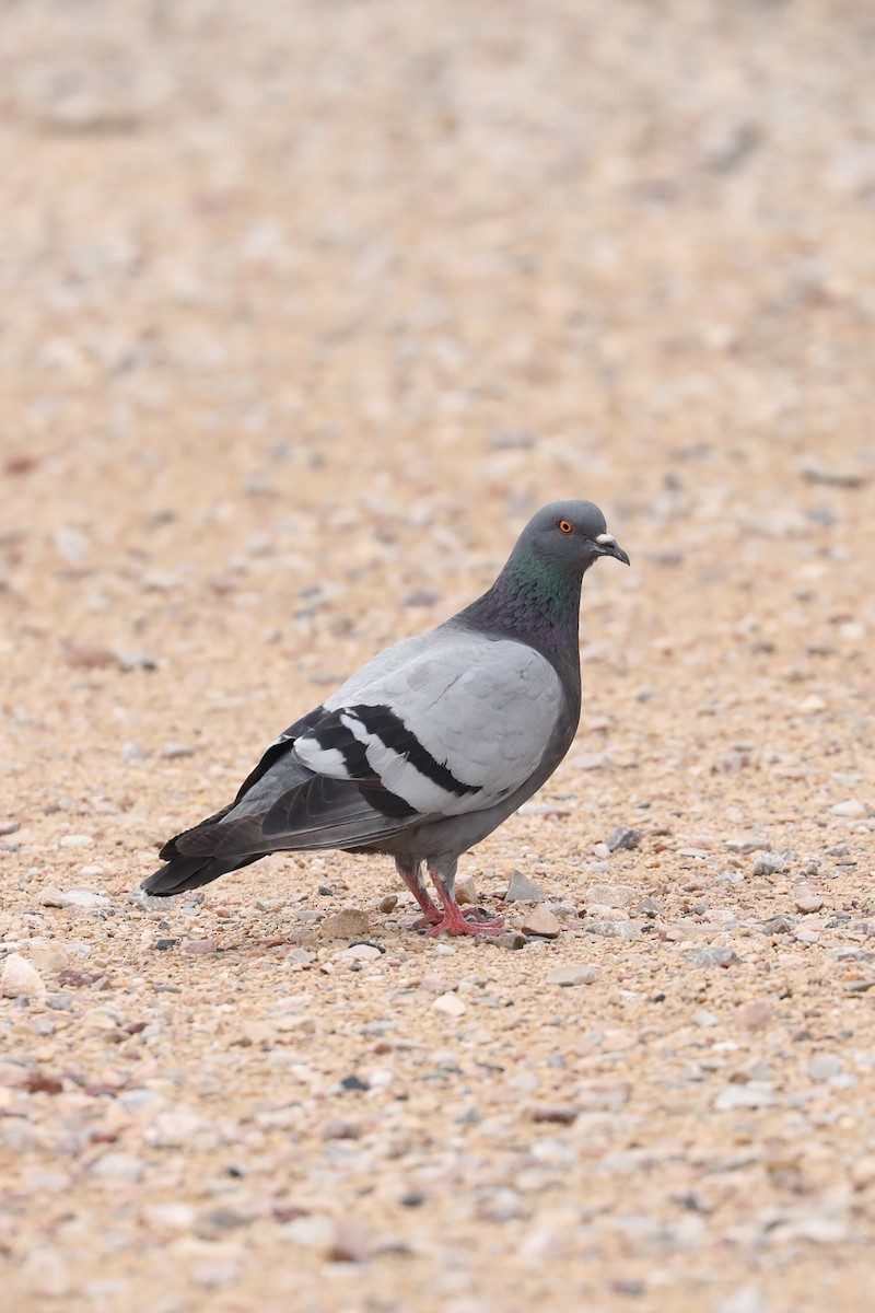 Rock Pigeon (Feral Pigeon) - ML622050911