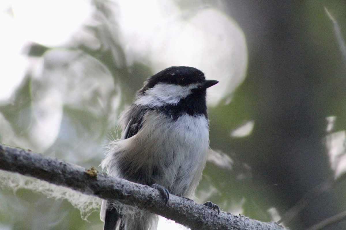 Black-capped Chickadee - ML622050912