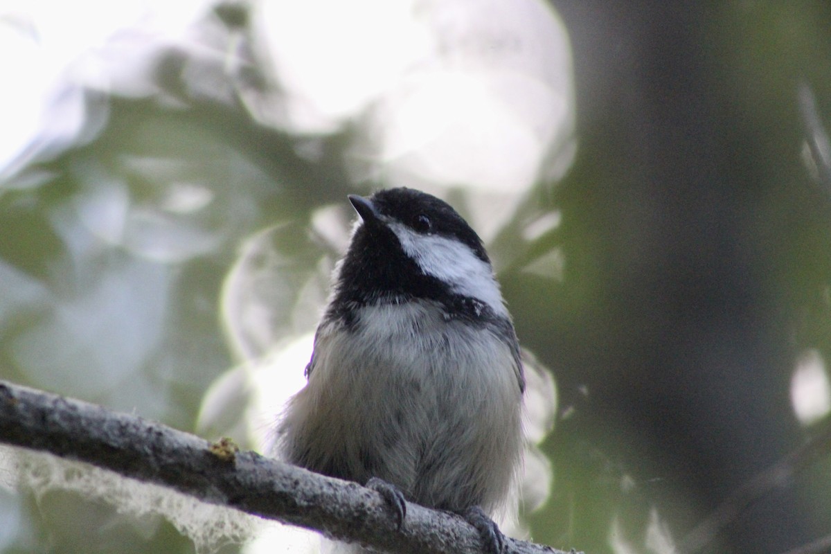 Black-capped Chickadee - ML622050913