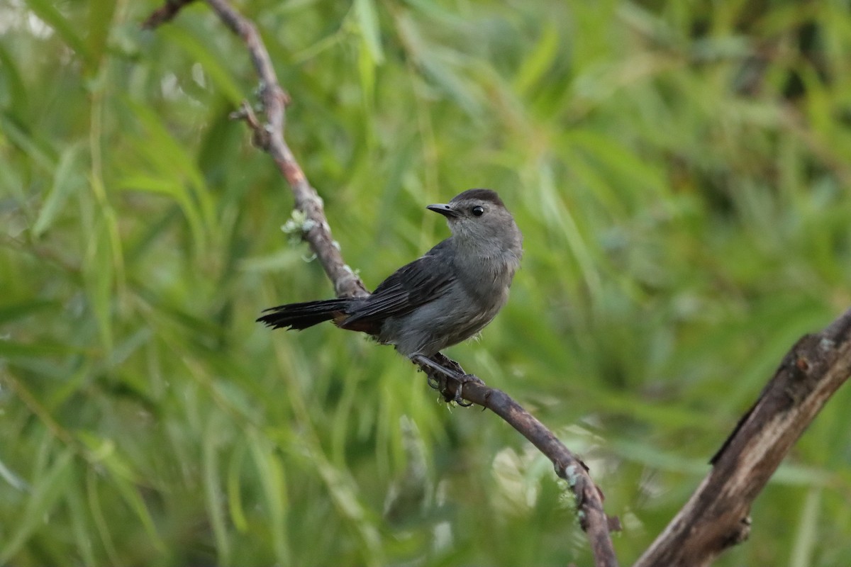 Gray Catbird - ML622050916