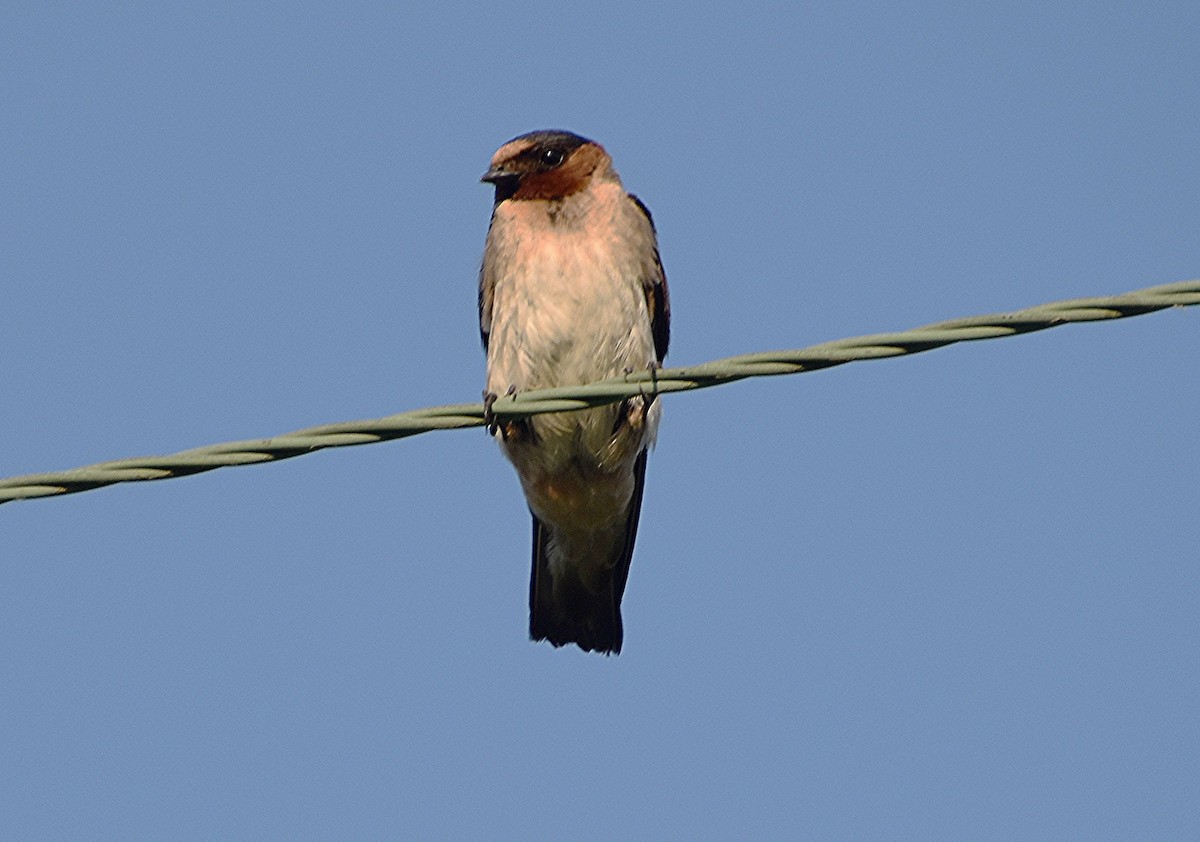 Cliff Swallow - ML622050917