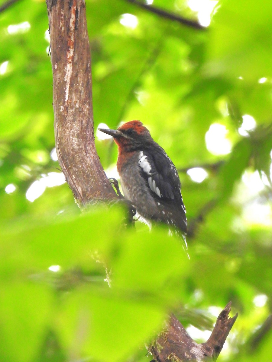 Red-breasted Sapsucker - ML622050918