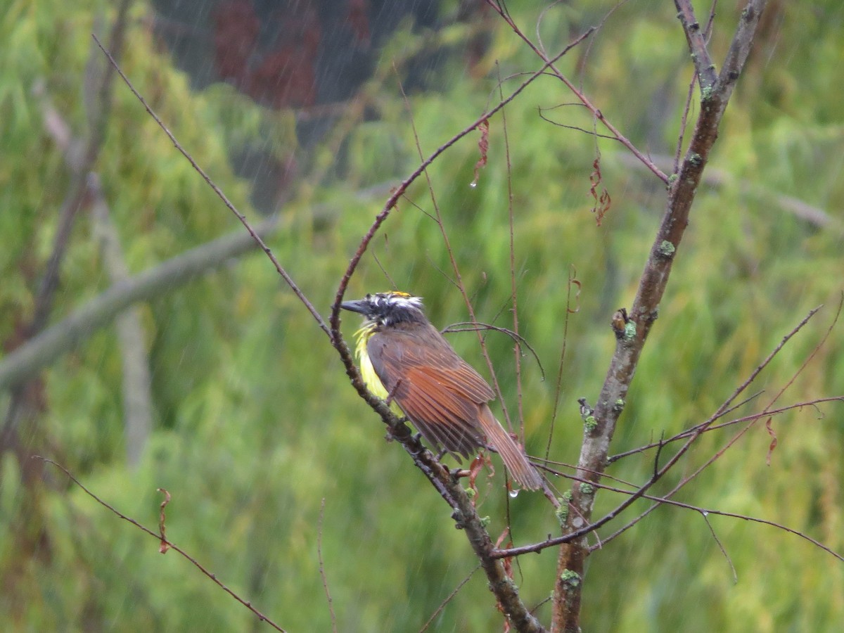 Great Kiskadee - ML622050919