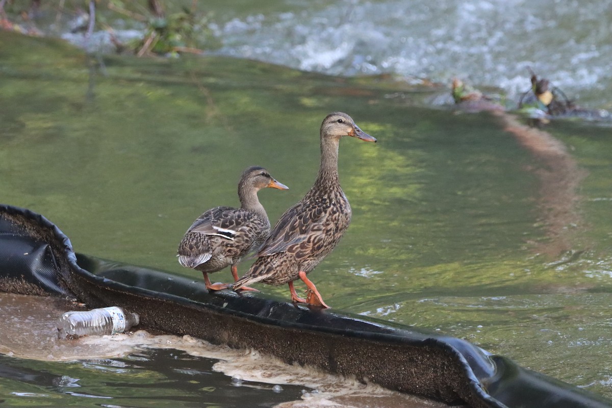 Mallard - Jo VerMulm