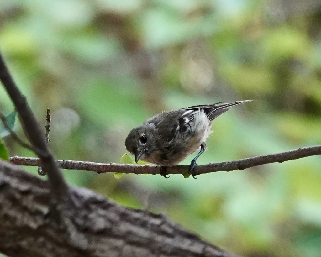 Hutton's Vireo (Interior) - ML622050923