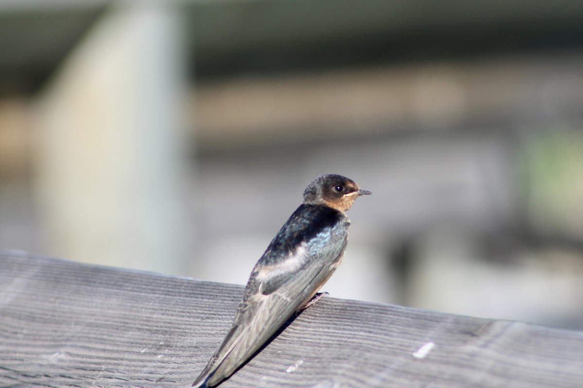 Barn Swallow (American) - ML622050927