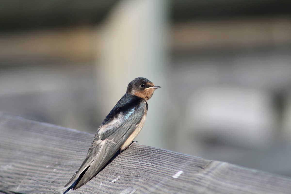 Barn Swallow (American) - ML622050928