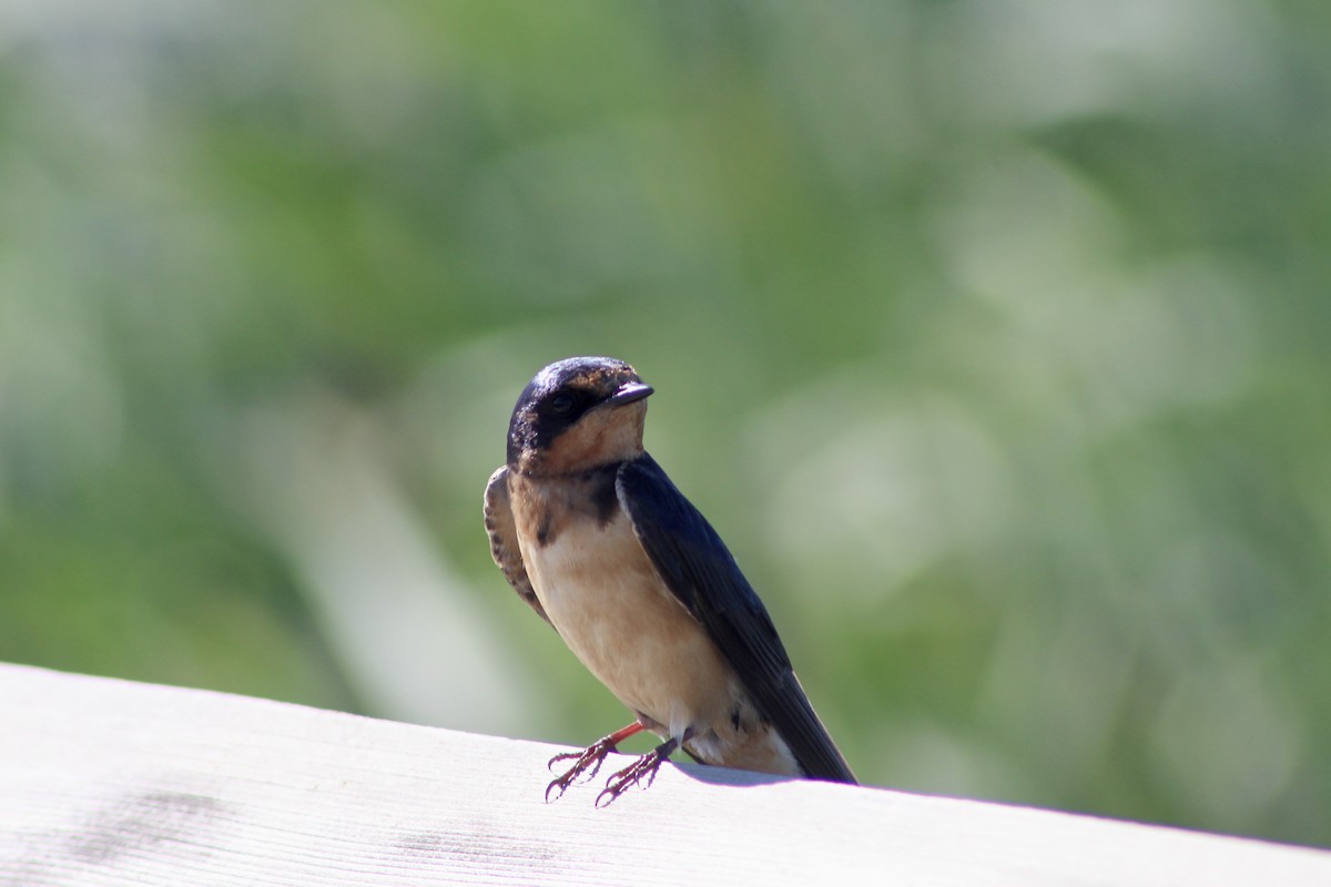 Barn Swallow (American) - ML622050929