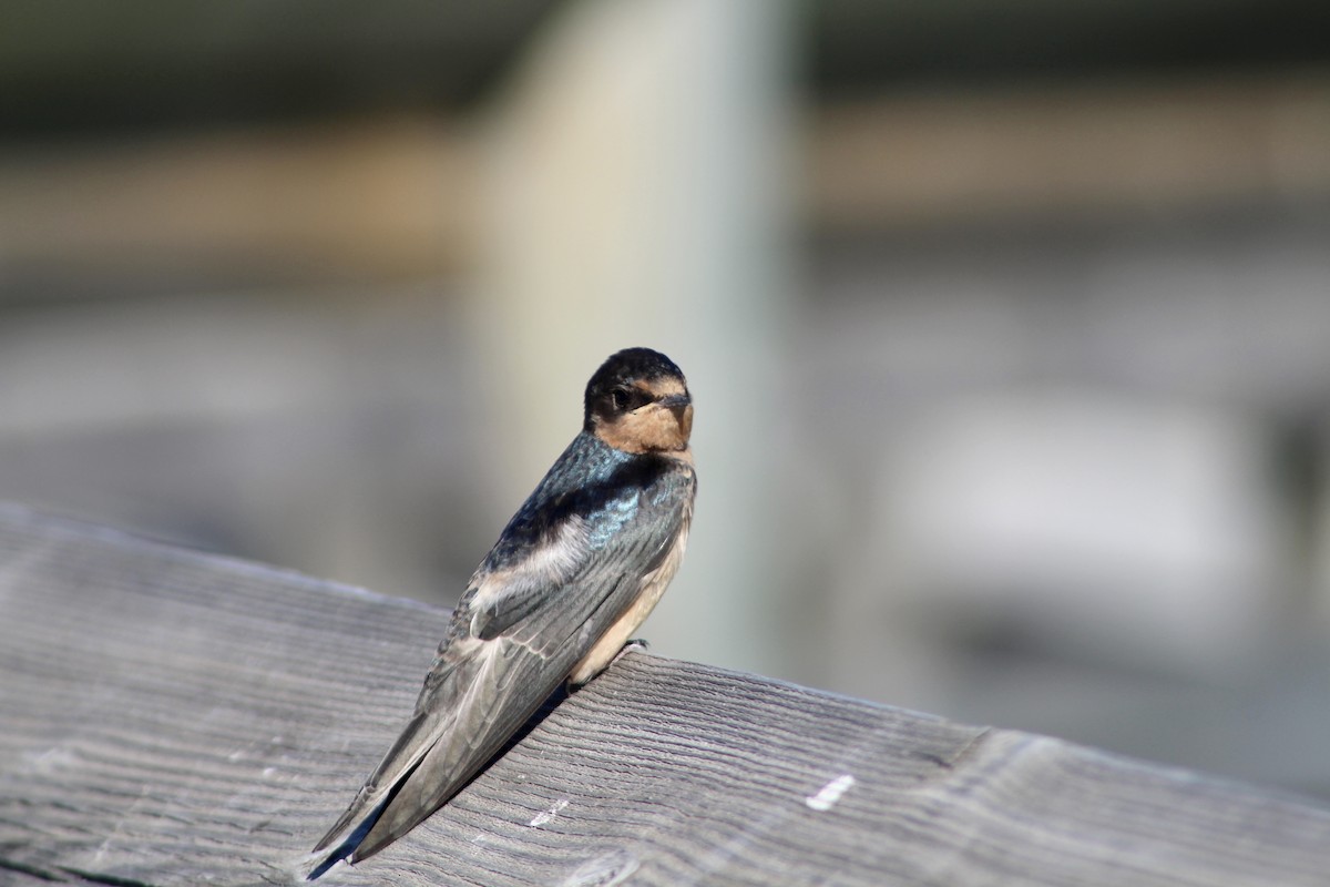 Barn Swallow (American) - ML622050930