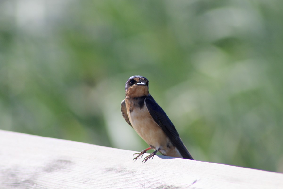 Barn Swallow (American) - Anne R.