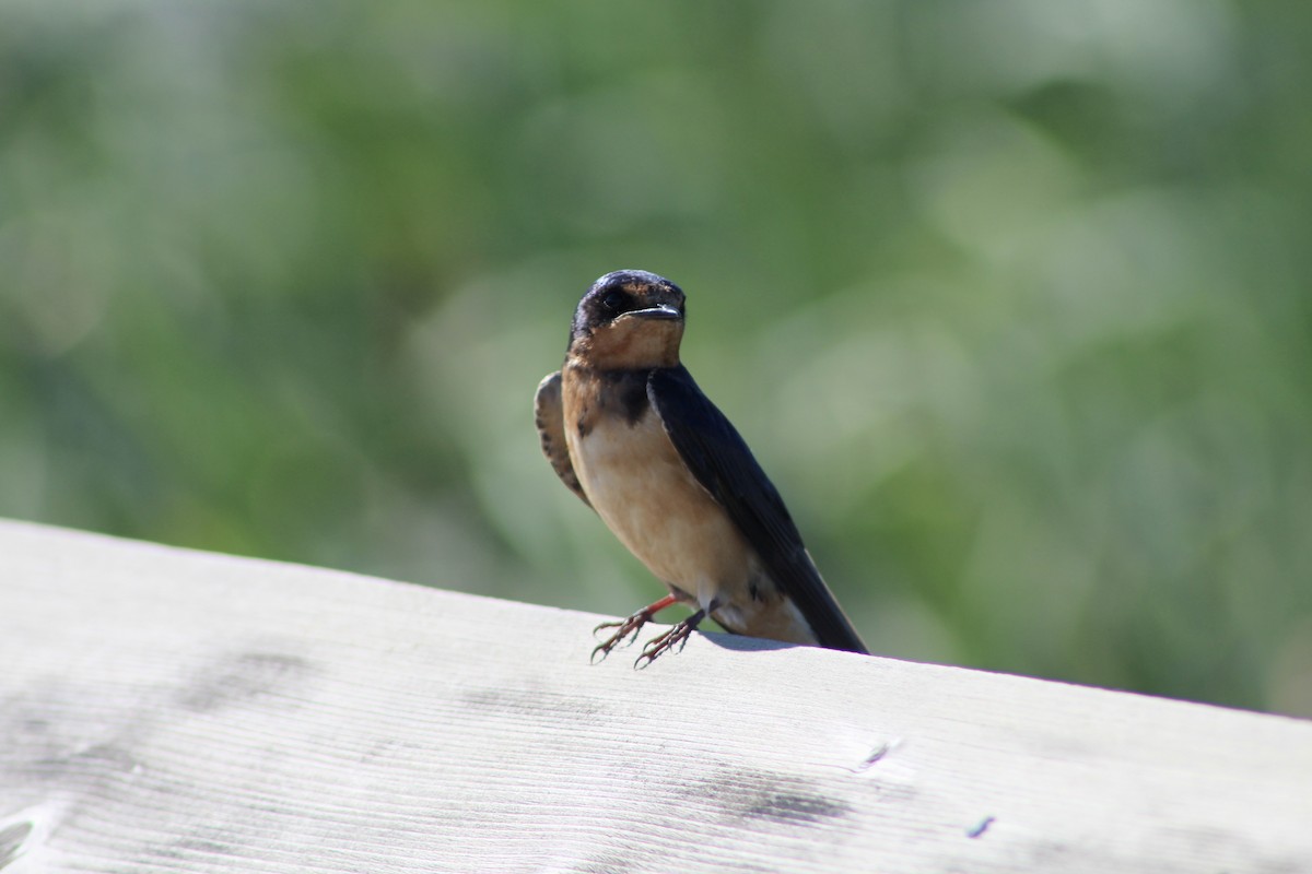 Barn Swallow (American) - ML622050932