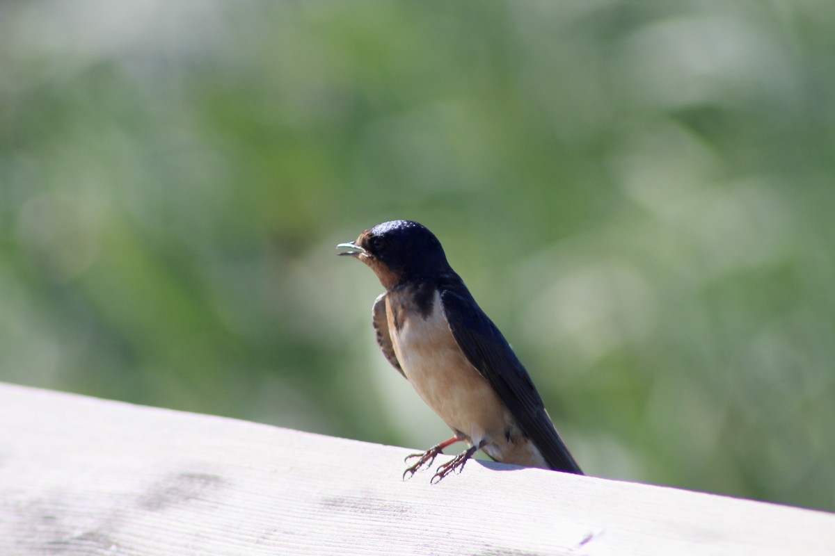 Barn Swallow (American) - ML622050933