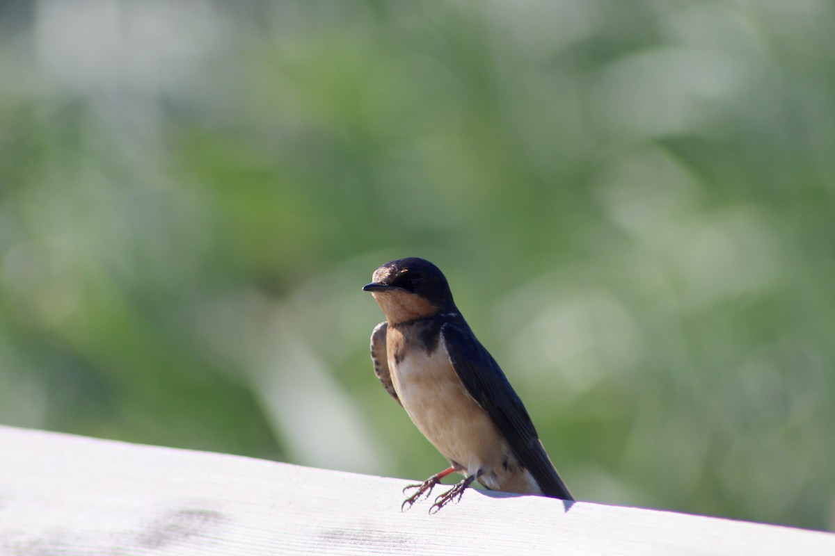 Barn Swallow (American) - ML622050934