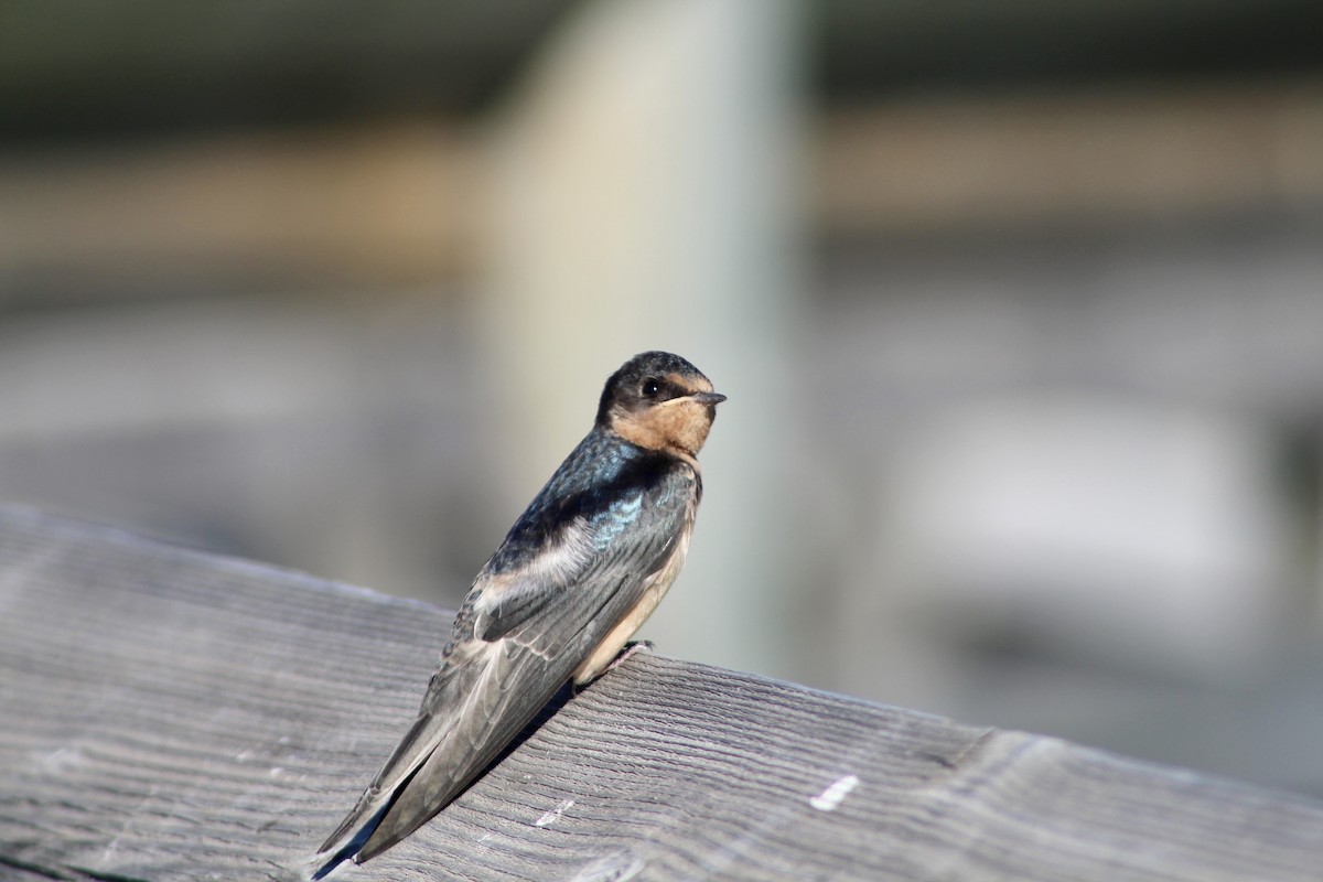 Barn Swallow (American) - ML622050935