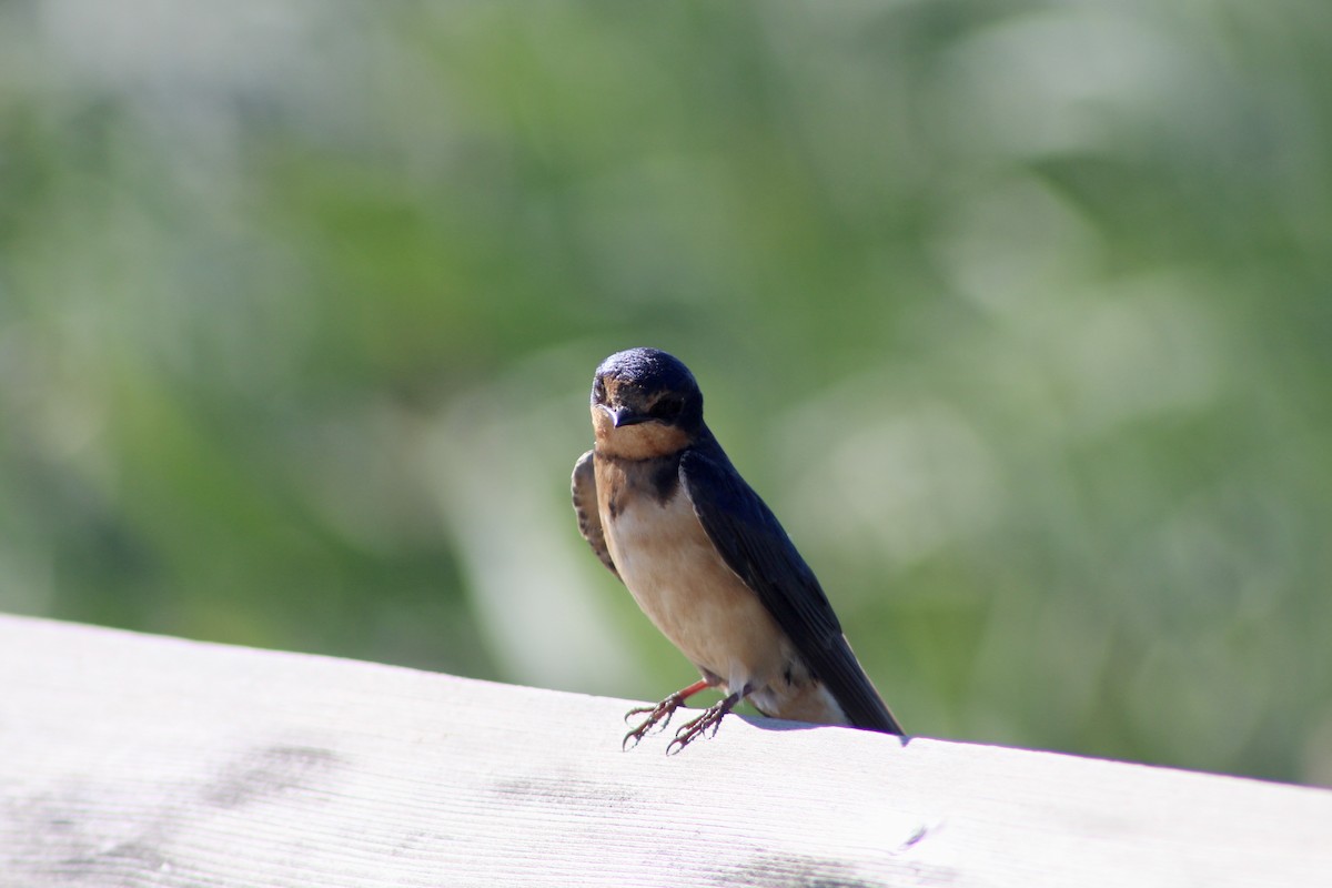 Barn Swallow (American) - ML622050936