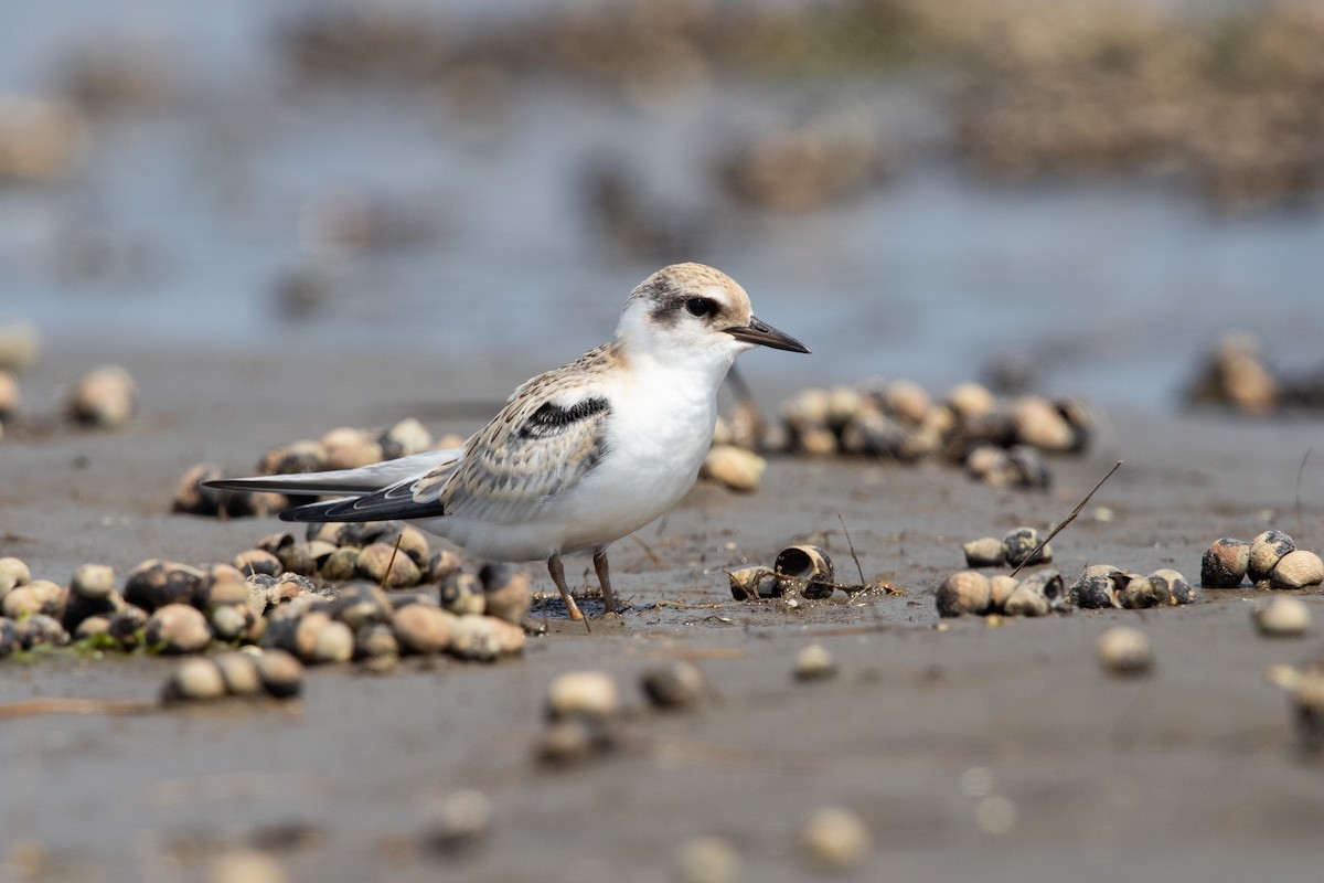 Least Tern - ML622050941