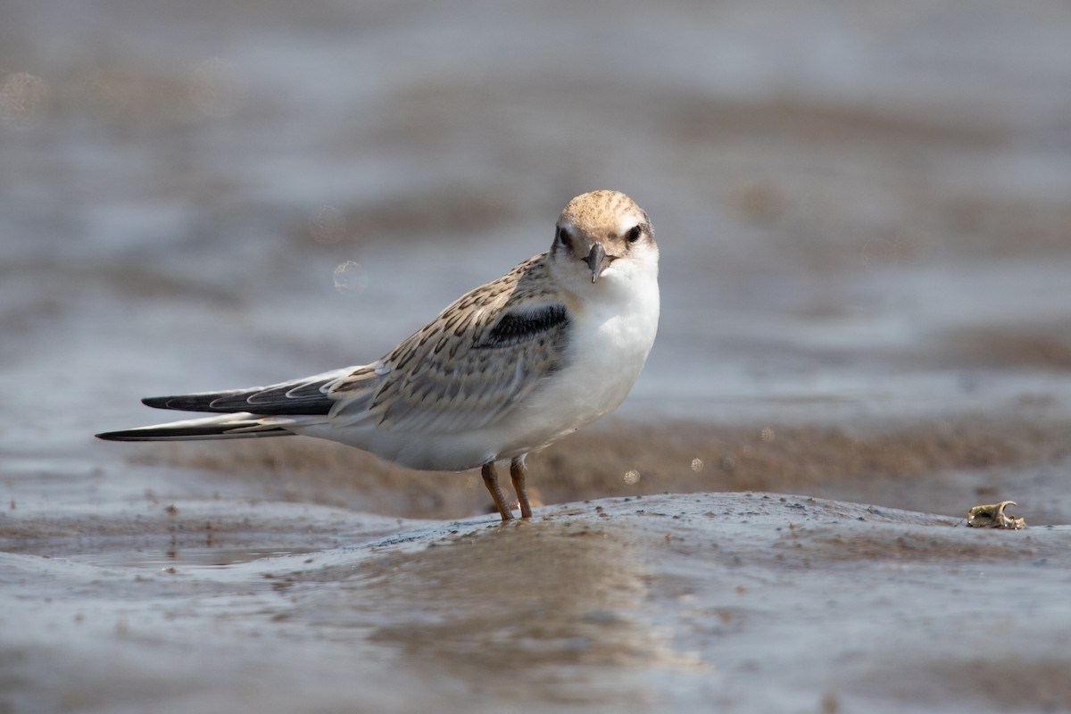 Least Tern - ML622050942