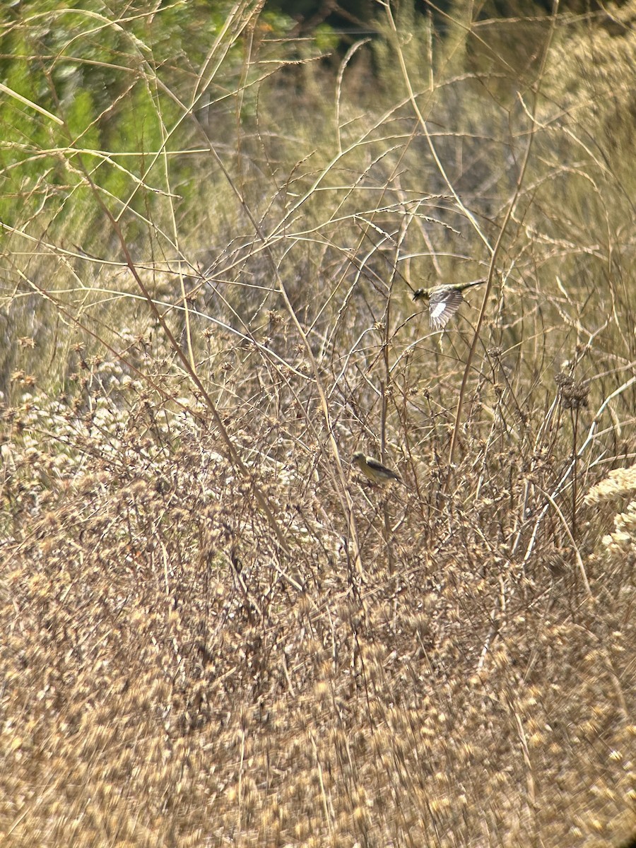 Lesser Goldfinch - Doug Buddell