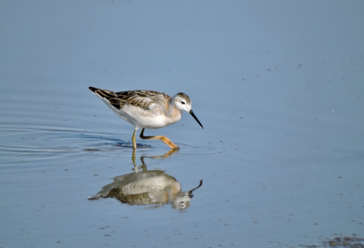 Wilson's Phalarope - ML622050958