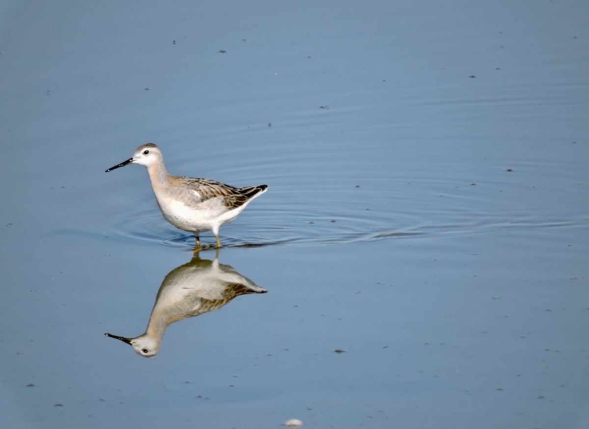 Wilson's Phalarope - ML622050959