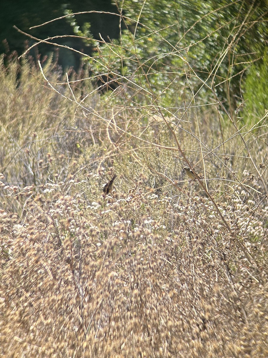 Lesser Goldfinch - ML622050964