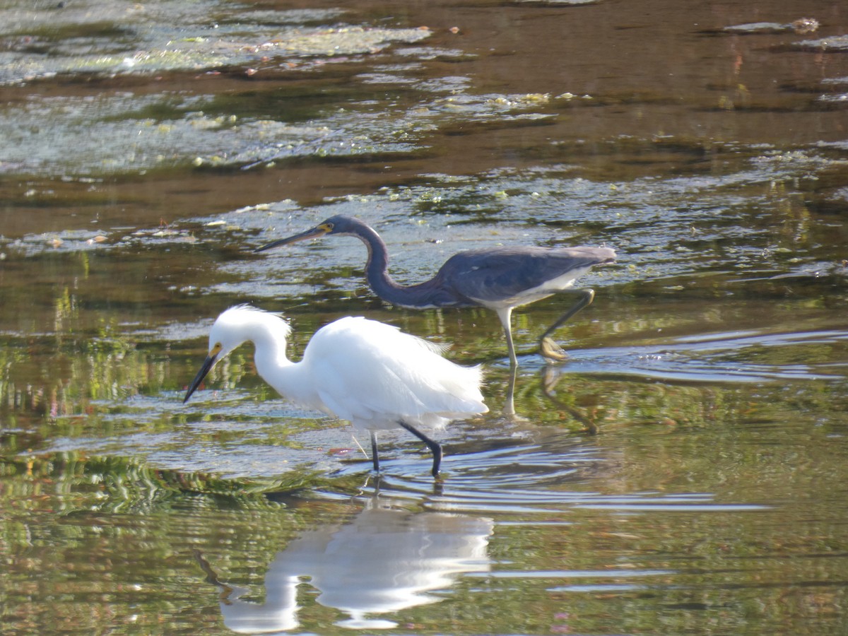 Tricolored Heron - ML622050966