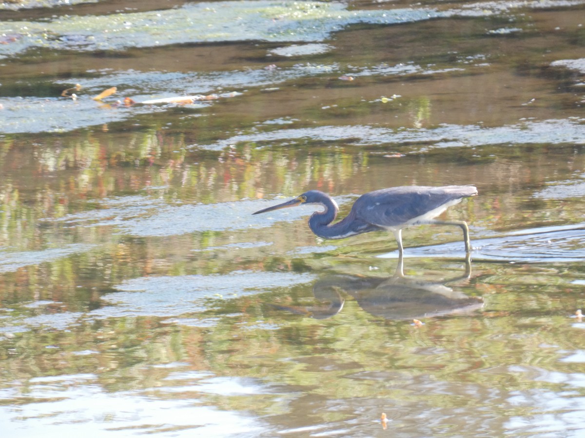 Tricolored Heron - ML622050967