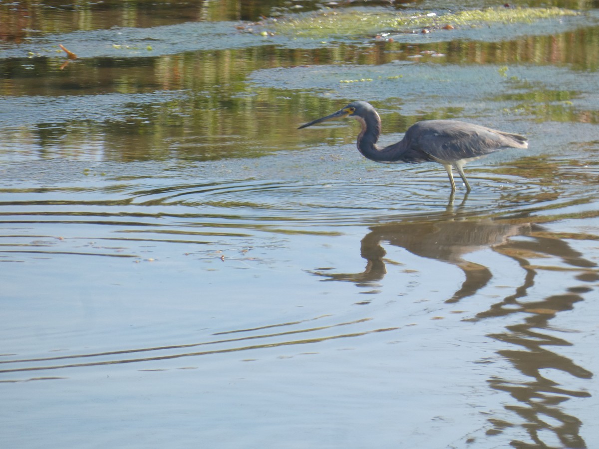 Tricolored Heron - ML622050968