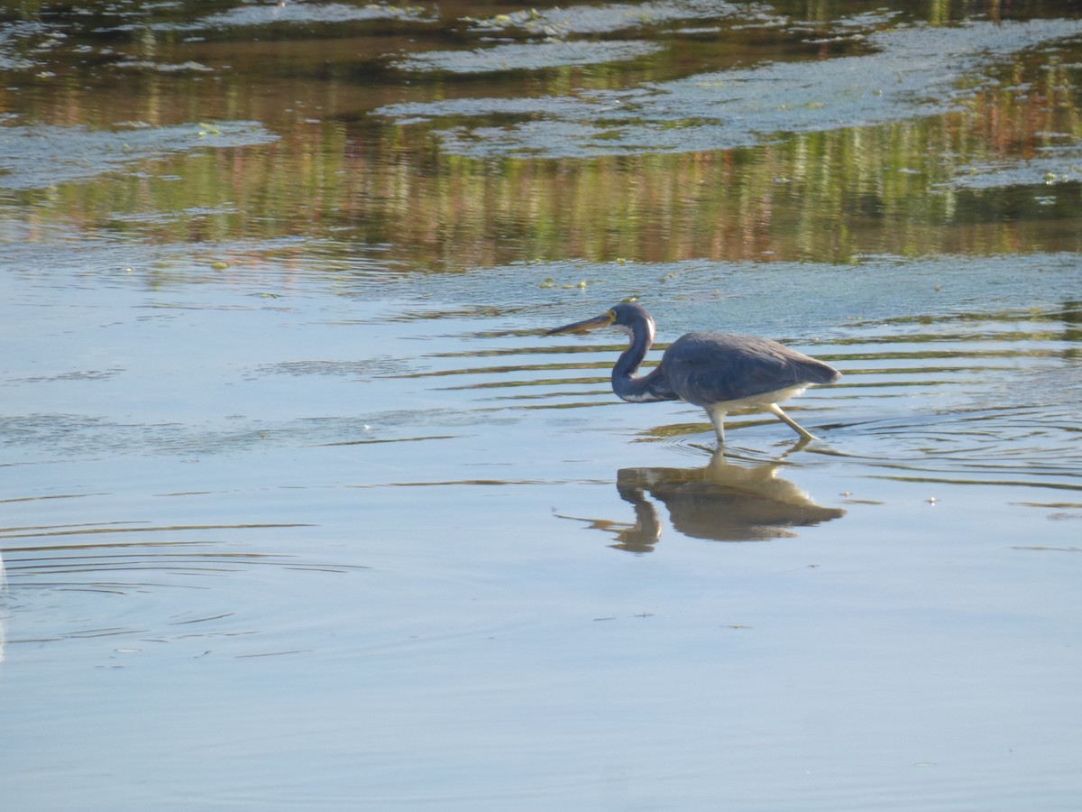 Tricolored Heron - ML622050969