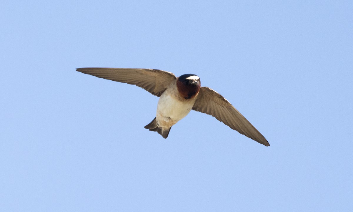 Cliff Swallow (pyrrhonota Group) - ML622050970