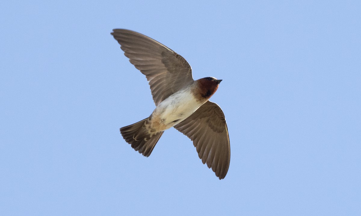 Cliff Swallow (pyrrhonota Group) - ML622050971