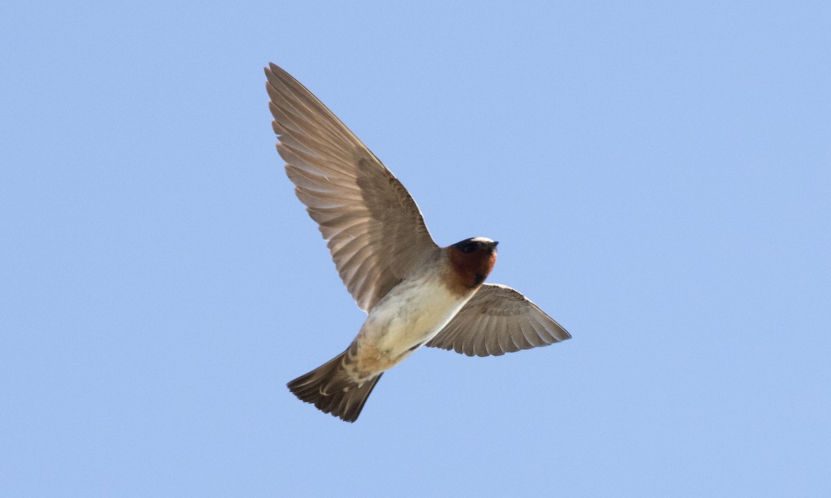 Cliff Swallow (pyrrhonota Group) - ML622050972