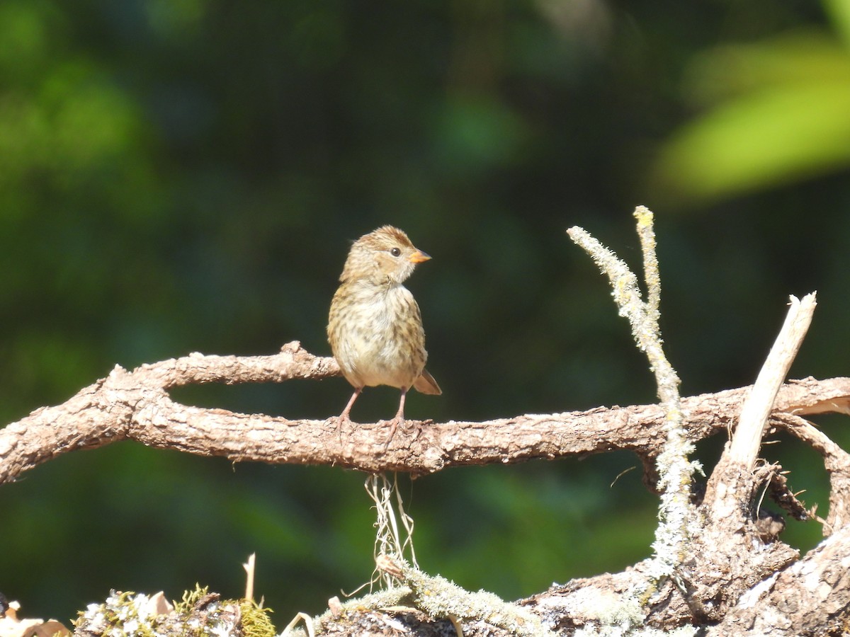 White-crowned Sparrow - ML622050979