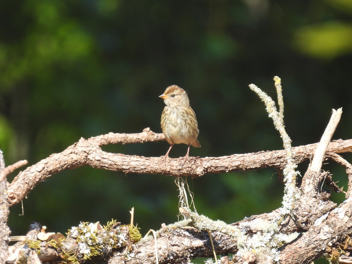 White-crowned Sparrow - ML622050980