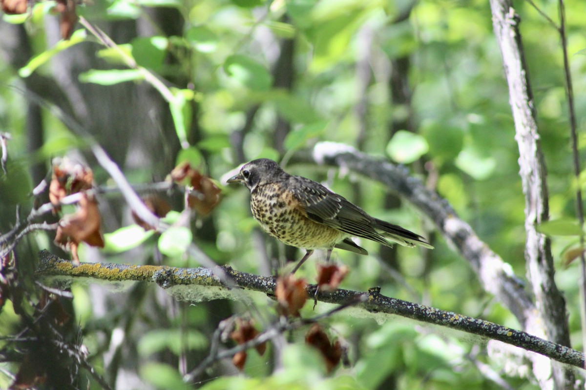 American Robin - ML622050982