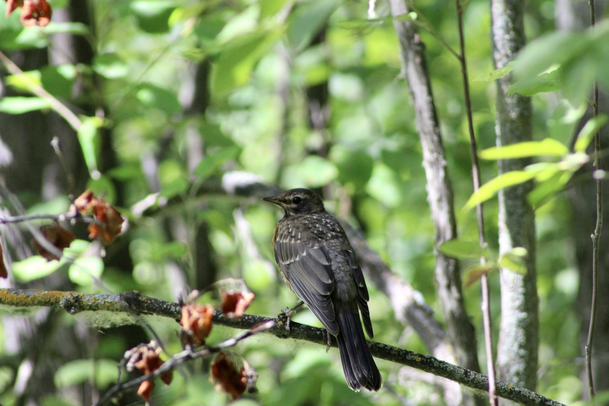 American Robin - ML622050983