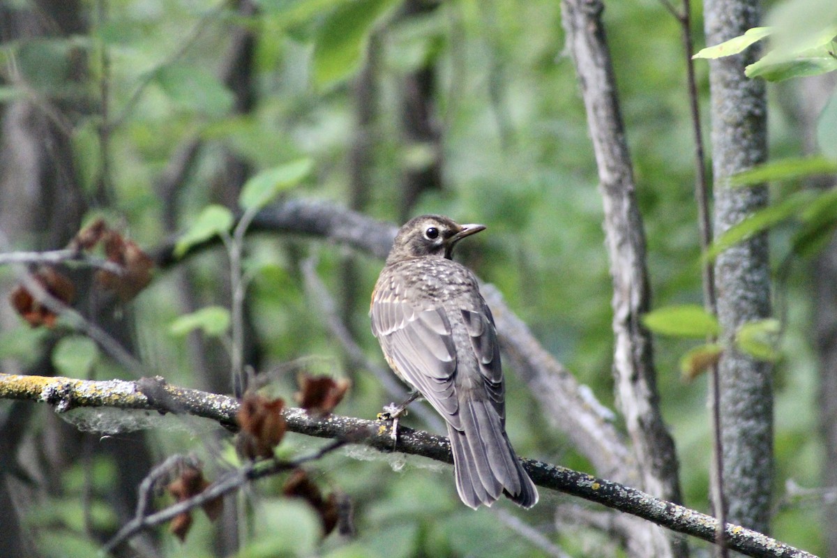 American Robin - ML622050984