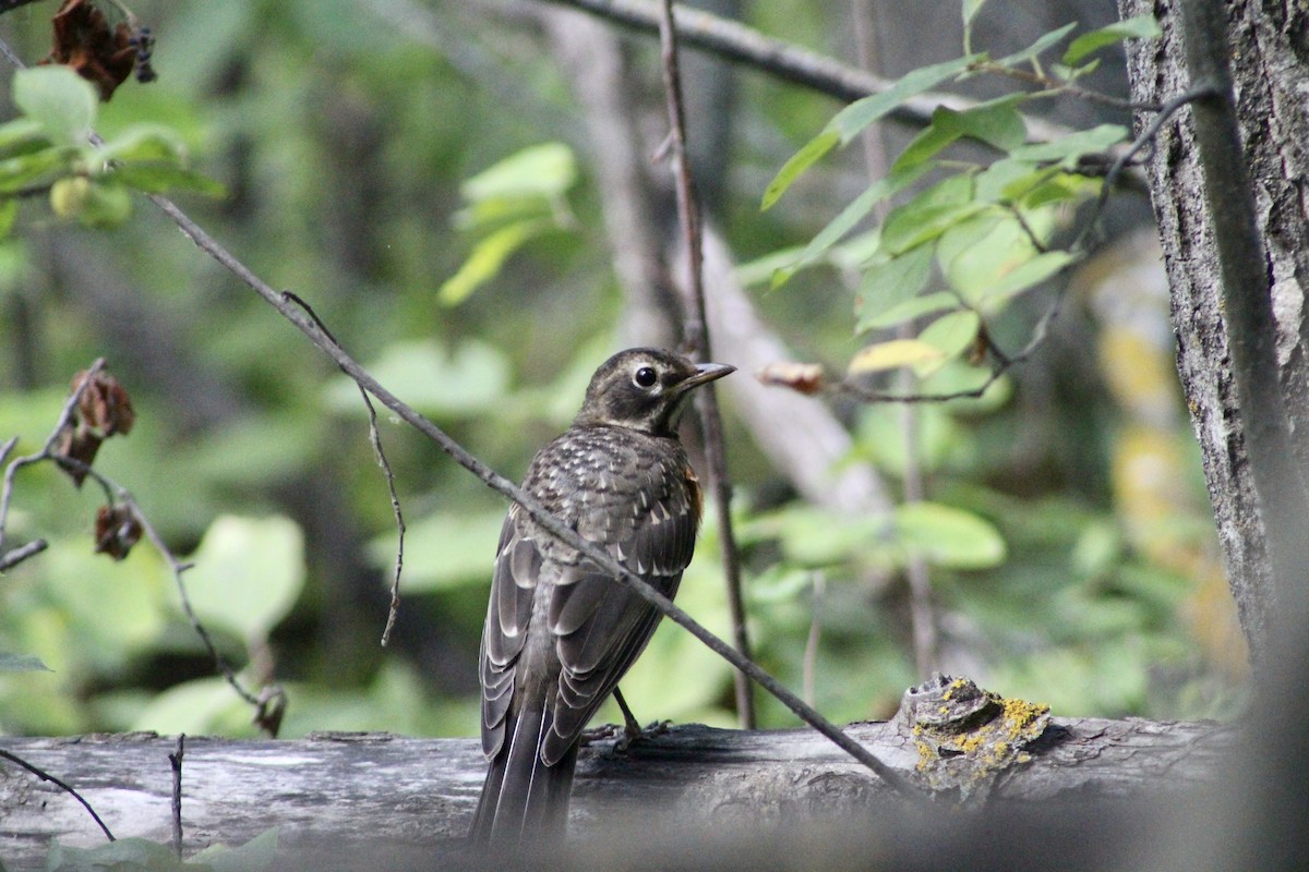 American Robin - ML622050985