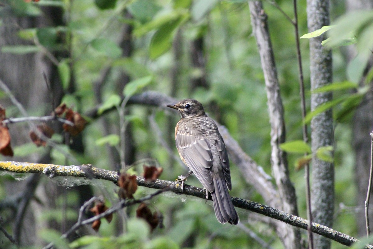 American Robin - ML622050986