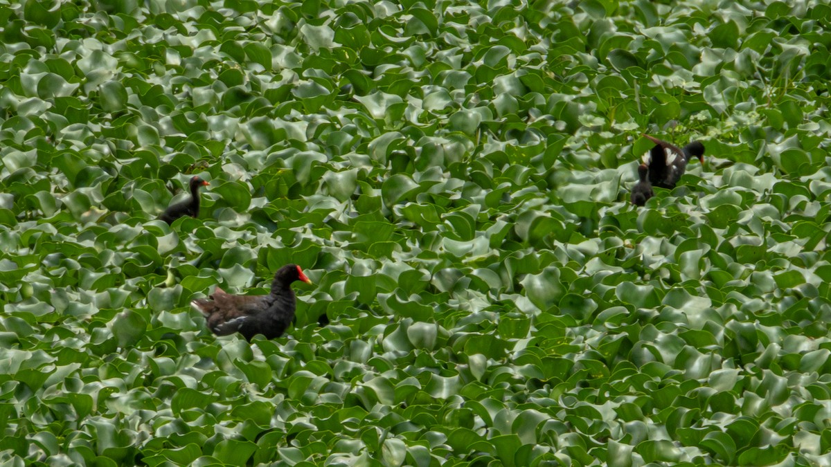 Common Gallinule (American) - ML622050989