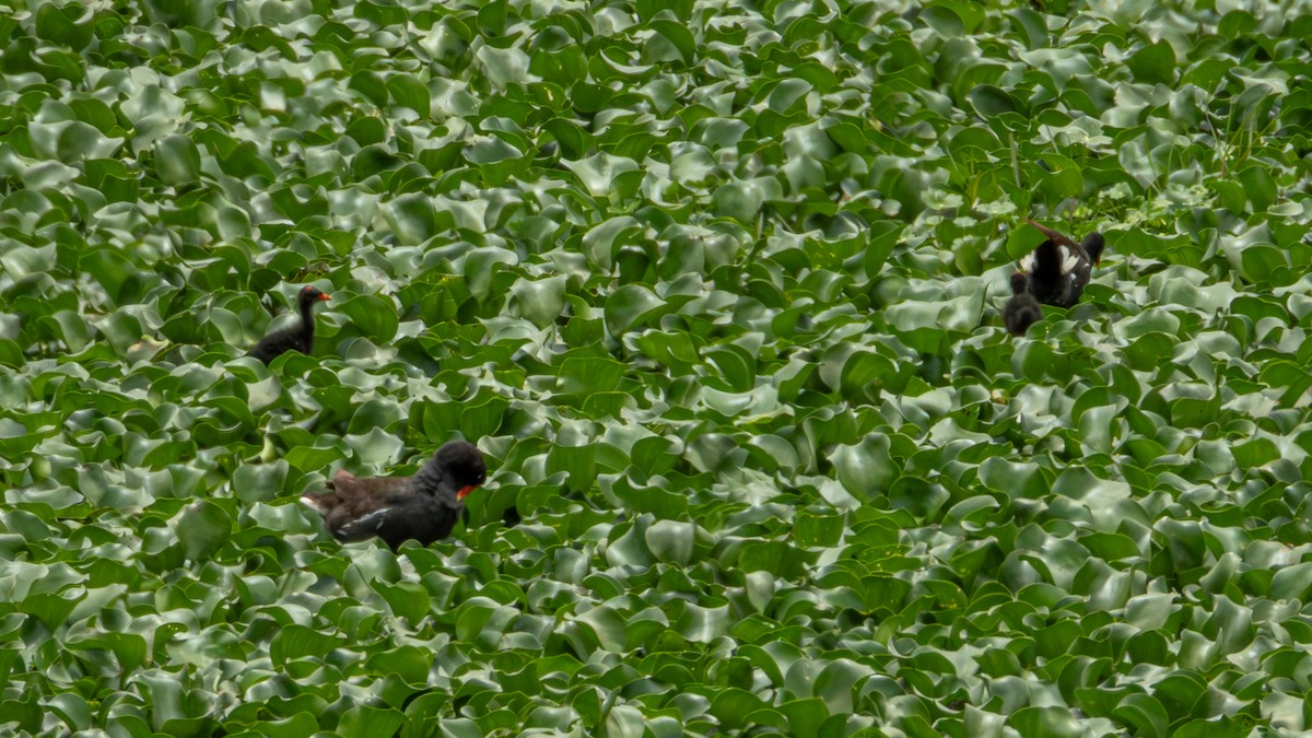 Common Gallinule (American) - ML622050990