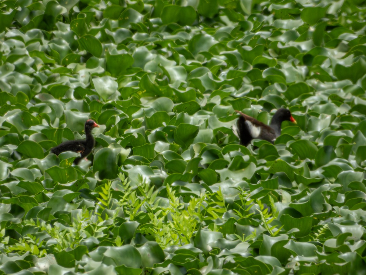 Common Gallinule (American) - ML622050992